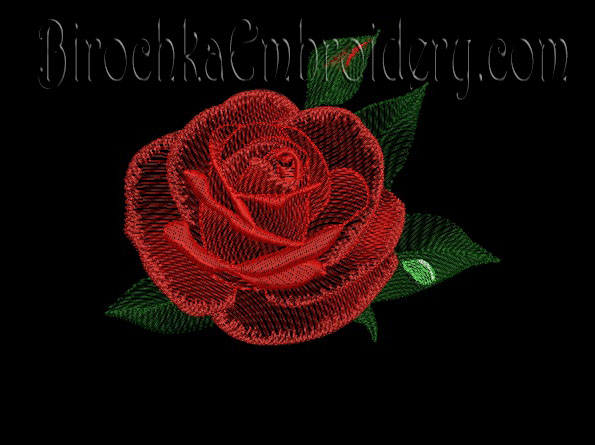 Rosa 2-2.jpg